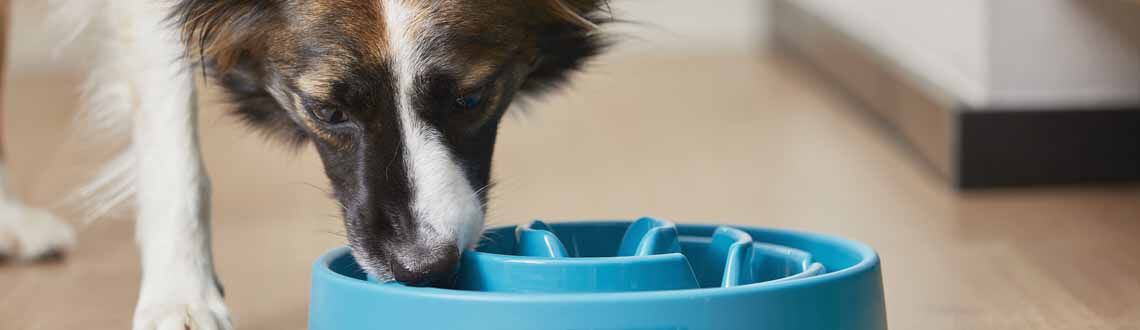 veterinaire voeding hond kat  banner